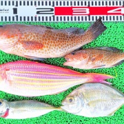 2026年5月10日　釣果