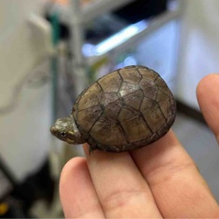 爬虫類倶楽部