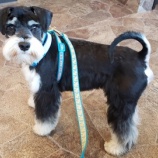 『【犬】里親募集を開始いたしました』の画像