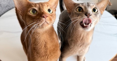 おやつに荒ぶるニャンズ