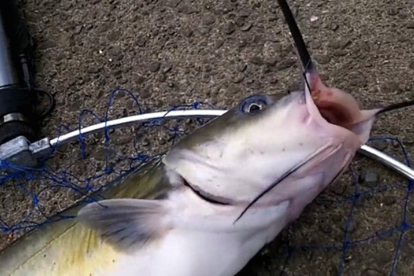 アメリカナマズ 健啖隊さんも初めての試み 良型アメナマを釣って食べてみよう 気になるお味は 海辺の狩人