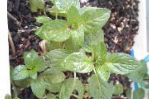 虫食いミント へなちょこ日記