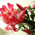 『枯れかけたシャコバサボテンを植え替えただけで劇的復活』の画像