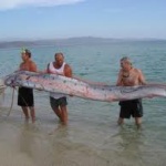 【静岡】 "体長約４・５メートルのリュウグウノツカイ" 地震の前触れ？住民ら話題　静波海岸に深海魚打ち上げ
