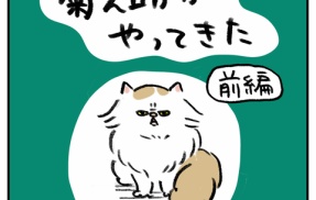 保護猫 菊之助がやってきた【前編】