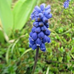 秋田野の花　道の花