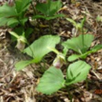 Welcome to Something New