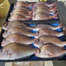 １２月９日(火)たいサビキ