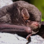 恋ふ森野郎の研究日誌