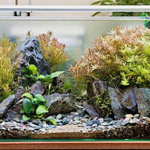 石組みレイアウト 石組みレイアウトってどのように組み立ててる 使える接着剤は めだか屋愛徳 あいなる アクアリウム情報 アンテナサイト