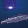 ノルウェーサーモンの最新養殖技術がエグすぎる！！「レーザーで寄生虫だけを狙い撃ち管理」