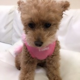 『[イコラブ] 山本杏奈「モカの服をアレンジしました」のツイに、舞香が反応 【=LOVE(イコールラブ)】』の画像