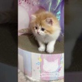 成長した子猫ルイちゃんの愛らしさを徹底紹介！