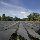 『LAOWA7.5で巡る長野県わさび農場＆旧開智学校　2019/08/27』の画像