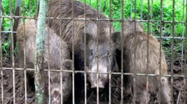 福島で捕獲されたイノシシから1kgあたり5万6000ベクレルのセシウムを検出