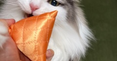 猫が大好きなマタタビ