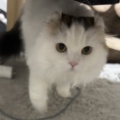 うちの猫が“ビビりすぎる“件について