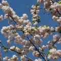 内園の八重桜　15日でしたが・・・。