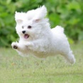 6-6-2a　奥尾　もこちゃん　11歳　南あわじドッグラン・飛行犬撮影所にて