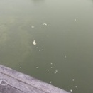 流水灌頂（りゅうすいかんじょう）