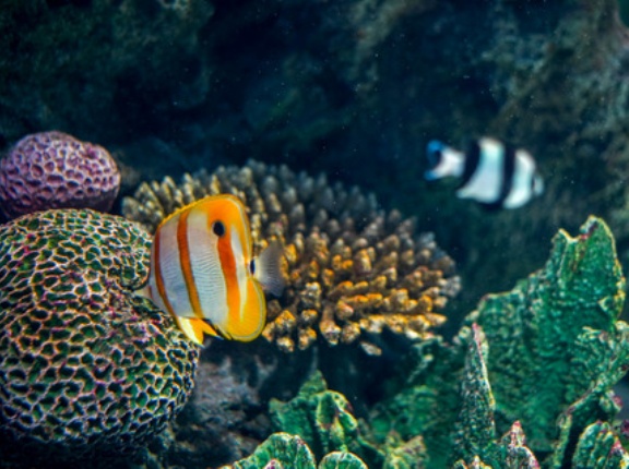下関卒業旅行記④ 海響館へ。海の生き物たちに心を奪われた午後