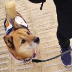 ちょいとそこログ