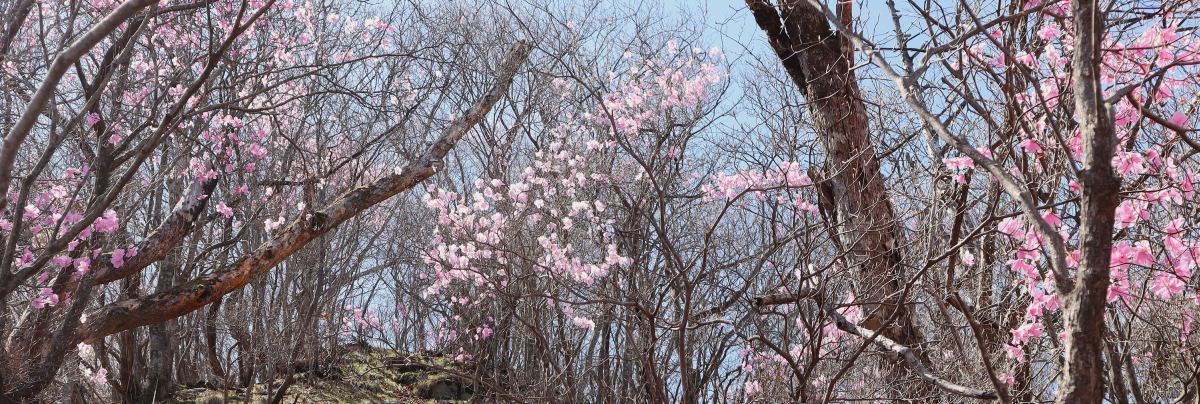 バテバテ山日記 イメージ画像