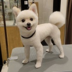 宮城県仙台市のペットショップワンラブ カインズ仙台泉店スタッフブログ