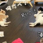 cat cafe Prince