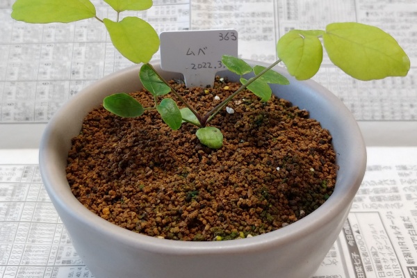 盆栽な感じで…的な！ - ムベ