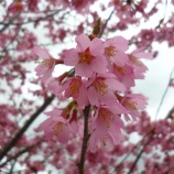 『ゆっ蔵のお庭で・・・』の画像