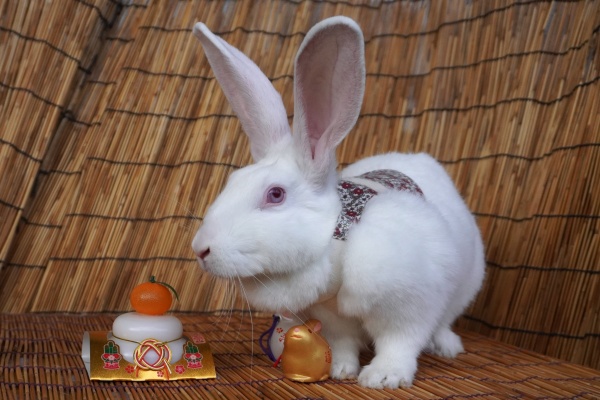 兎鳥庵（うさぎさんの里親募集） - ジャパニーズホワイト里親募集