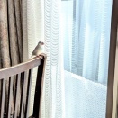 文鳥が独りで外を眺めていました