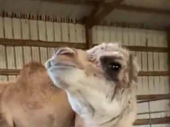 子ネコや子犬の「鳴き声」は聞いたことがある。じゃあこれは？ → ラクダの子供はこんな鳴き声です…