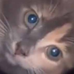 【これはヤバイ】 おばあちゃんの家のポーチから物音がする。そこには鉢が置いてあった → なんということでしょう…