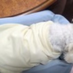 大きいマルチーズ☆ニノさん。