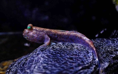 『7月3日(金)熱帯魚入荷情報🐟』の画像