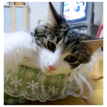 お店で5日間鳴き続けていた猫の家族記念日