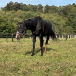 『雪虫』の画像