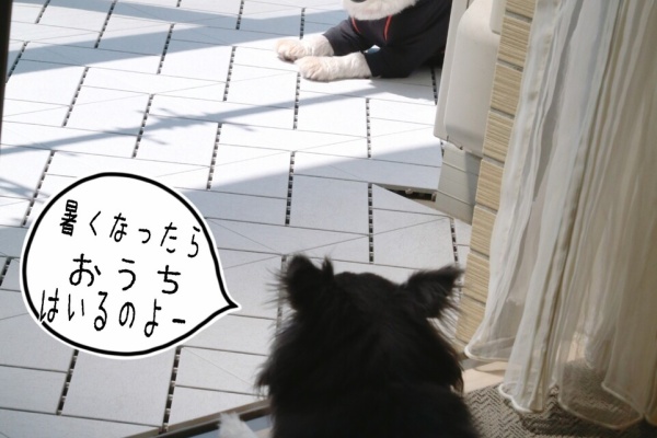 たかシェフのおうちごはん と 白い犬 と チワワ 21年08月 Powered By ライブドアブログ