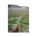 �غ�����������Ǥ�������󥳤Ȼ���Ǥ����٤β���