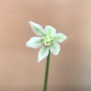 今年はたくさん？