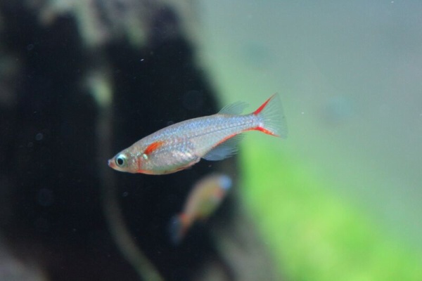 アクアマリン 熱帯魚