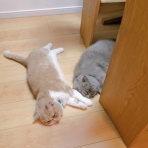 ”猫おでん”あり〼。