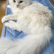 医療講演会に参加して猫と自分の病気予防について考える