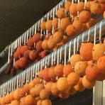 フィールド・オブ・ドリームス　　乳と蜜の流れる地