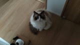 うちの猫をみてくれ（※画像あり）
