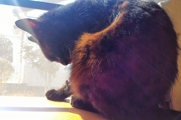 石に立つ矢 黒猫姉妹