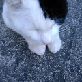 テン君　今までありがとう