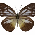 キシタシロチョウ♀ (ボルネオ) Cepora iudith hespera